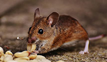 24 Hour & Emergency Exterminators in Heberlig, PA